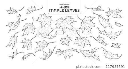 Set of isolated falling maple leaves. Cute Autumn foliage illustration in hand drawn style. Black outline and white plane on transparent background. Set of isolated falling maple leaves. Cute Autumn foliage illustration in hand drawn style. Black outline and white plane on transparent background. 117983591