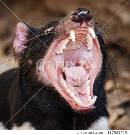 Australian Tasmanian Devil Australian Tasmanian Devil 117983729