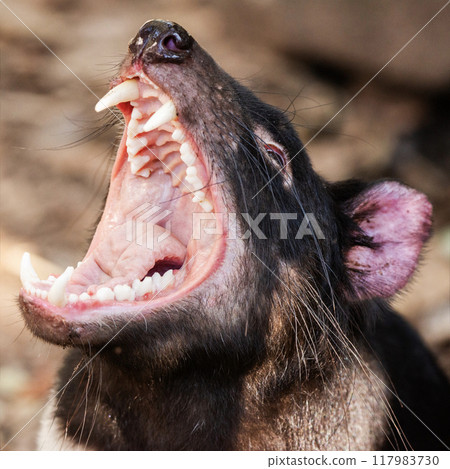 Australian Tasmanian Devil Australian Tasmanian Devil 117983730