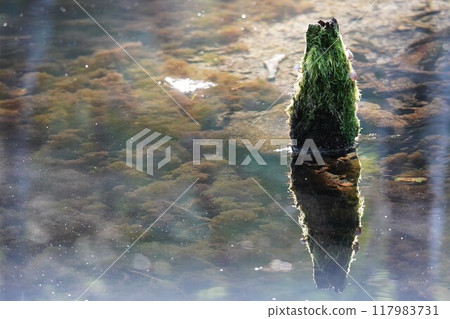 神秘的神池塘 神秘的神池塘 117983731