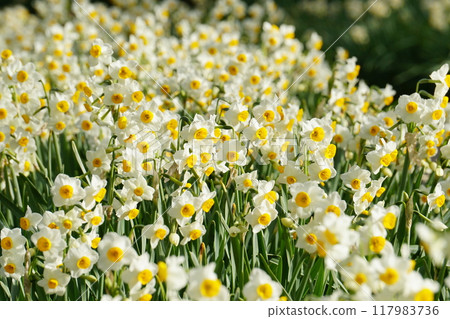 A flower field with daffodils blooming all over in the spring sunshine - Ver3 117983736