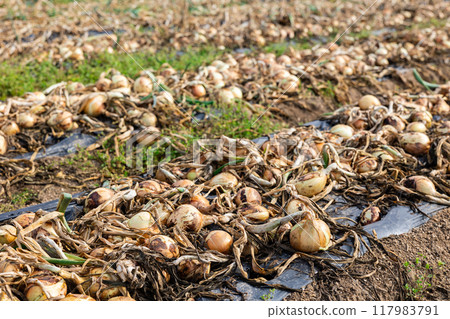 Freshly picked yellow onions drying on farm field 117983791