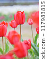 Red tulips Tulip fields 117983815