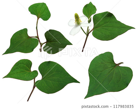 Hokkaido Hokkaido 117983835