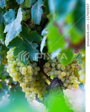 Ripe green grapes hanging in fruit garden 117983937