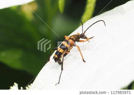 Leptura ochracea perching on the leaves of Saururus chinensis 117983971