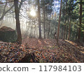 Sunlight filtering through the trees in the forest 117984103