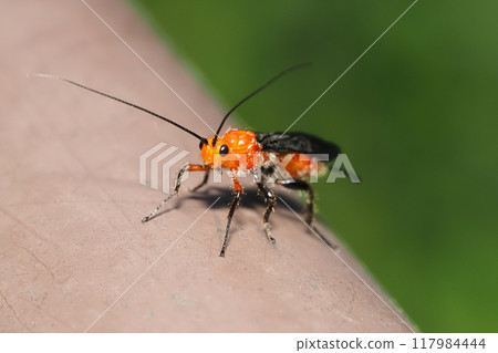 A kind of brachycephalus (female) 117984444