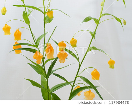 Sandersonia flowers blooming in bells 117984478