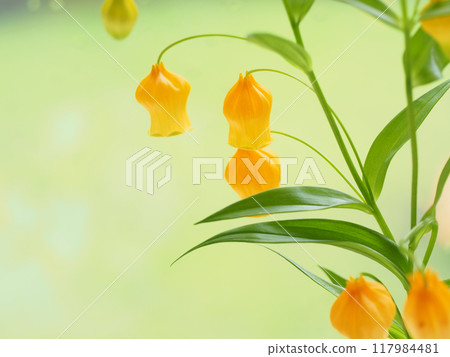 Sandersonia with bright orange flowers Sandersonia with bright orange flowers 117984481