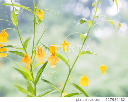 Sandersonia flowers blooming on a windowsill during the rainy season Sandersonia flowers blooming on a windowsill during the rainy season 117984482