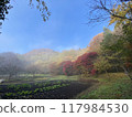 A field in a forest bathed in morning mist 117984530