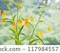 Sandersonia flowers blooming on a windowsill during the rainy season 117984557