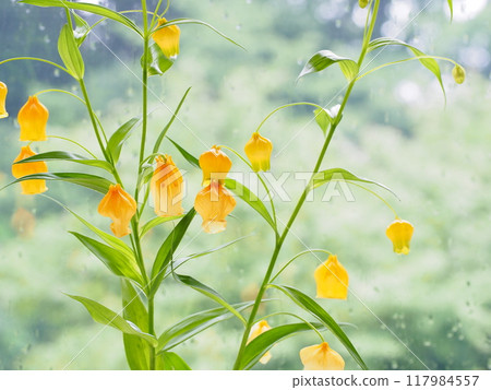 雨季窗台上盛開的山梨花 雨季窗台上盛開的山梨花 117984557