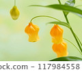 Bright orange Sandersonia flowers 117984558