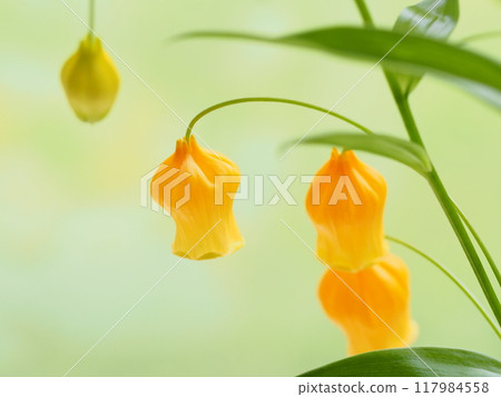 明亮的橘色 Sandersonia 花 117984558