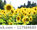 Sunflower in full bloom 117984689