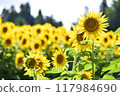 Sunflower in full bloom 117984690