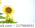 Sunflower in full bloom 117984691