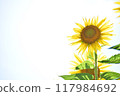 Sunflower in full bloom 117984692