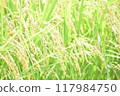 Lush, ripe rice before harvest 117984750
