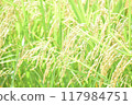 Lush, ripe rice before harvest 117984751