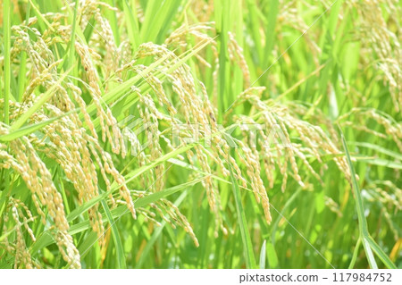 Lush, ripe rice before harvest 117984752