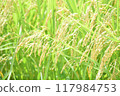 Lush, ripe rice before harvest 117984753