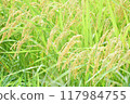 Lush, ripe rice before harvest 117984755
