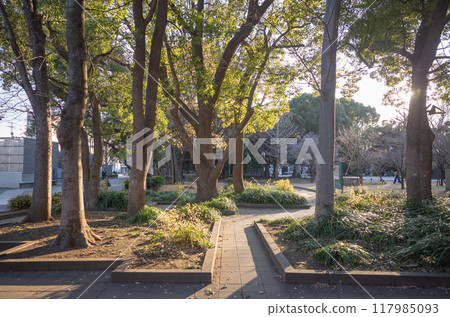 [Japan] Deserted streets and roadside trees illuminated by the setting sun in Ueno Park, Tokyo 117985093