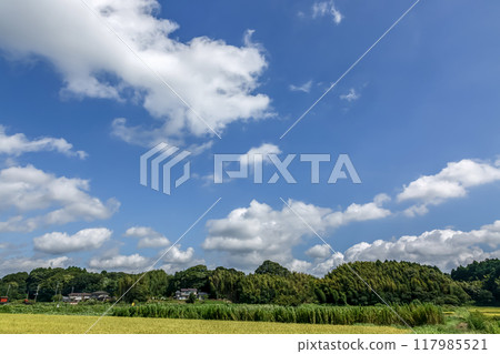 A landscape of rice fields in early autumn and white cumulus clouds A landscape of rice fields in early autumn and white cumulus clouds 117985521