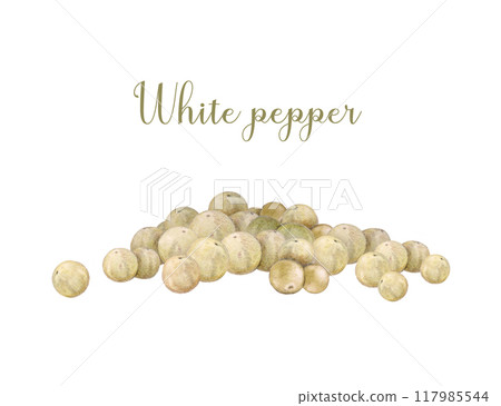White peppercorn pile painted illustration. Vintage style illustration. Hand drawn white pepper spice whole grain heap for cooking and seasoning condiment ingredient isolated on white background White peppercorn pile painted illustration. Vintage style illustration. Hand drawn white pepper spice whole grain heap for cooking and seasoning condiment ingredient isolated on white background 117985544