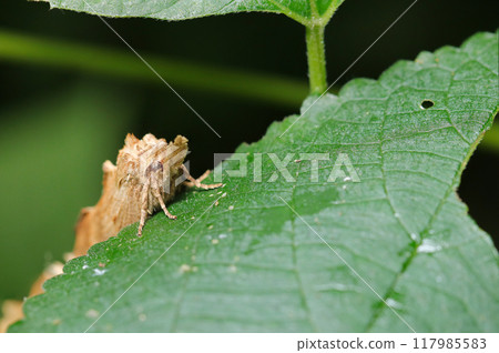 The fluffy hairy upper body of the Ooeguri Shachihoko moth (female, black background, natural light & strobe, macro) The fluffy hairy upper body of the Ooeguri Shachihoko moth (female, black background, natural light & strobe, macro) 117985583