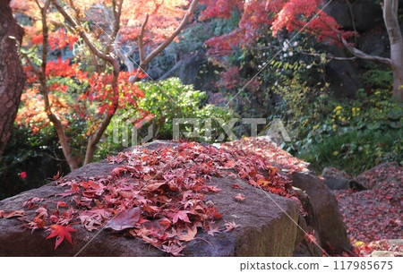 A walking path with fallen maple leaves in a park in autumn. Image of autumn. A walking path with fallen maple leaves in a park in autumn. Image of autumn. 117985675