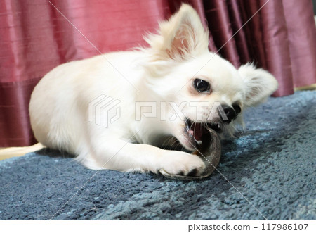 Chihuahua biting its hoof Chihuahua biting its hoof 117986107