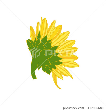Sunflower illustration Sunflower illustration 117986680