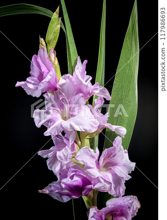 Blooming Gladiolus Blue Beauty on a black background 117986693