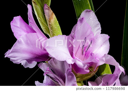 Blooming Gladiolus Blue Beauty on a black background 117986698