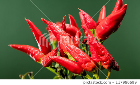 Red Chili Peppers on a green background Red Chili Peppers on a green background 117986699