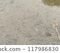 水黽 117986830