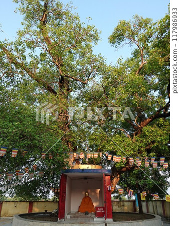 A bodhi tree growing at the spot where Buddha's relics were said to have been divided into eight bones in Kushinagar, the sacred site of the Buddha's Nirvana in India. 117986933