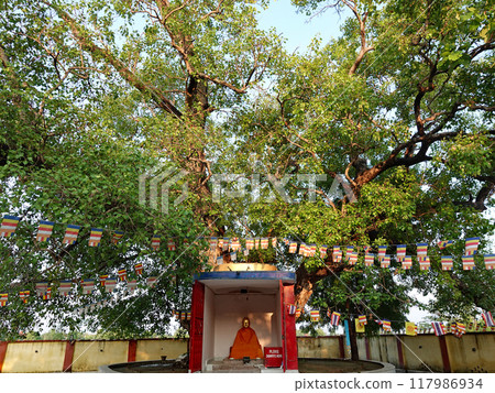 A bodhi tree growing at the spot where Buddha's relics were said to have been divided into eight bones in Kushinagar, the sacred site of the Buddha's Nirvana in India. 117986934