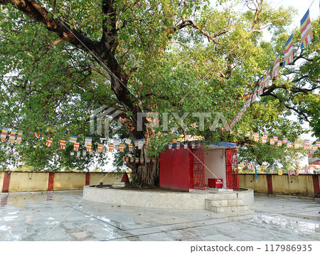 A bodhi tree growing at the spot where Buddha's relics were said to have been divided into eight bones in Kushinagar, the sacred site of the Buddha's Nirvana in India. 117986935