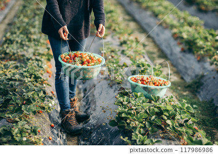 Picking strawberry fruits in spring garden Picking strawberry fruits in spring garden 117986986