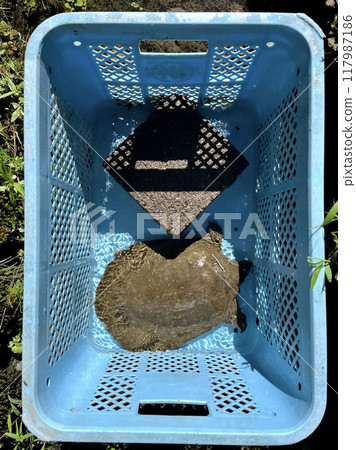 I wash the mud off the soft-shelled turtles in the spring-fed irrigation canal in front of my house. I wash the mud off the soft-shelled turtles in the spring-fed irrigation canal in front of my house. 117987186