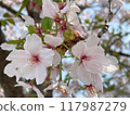 櫻花 117987279