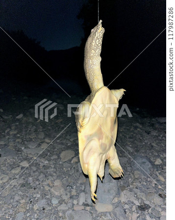 我在釣魚時釣到了一隻甲魚。 我在釣魚時釣到了一隻甲魚。 117987286