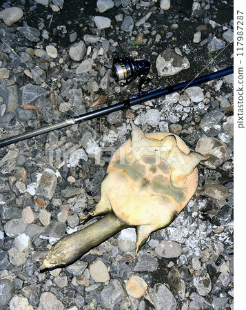 我在釣魚時釣到了一隻甲魚。 我在釣魚時釣到了一隻甲魚。 117987287