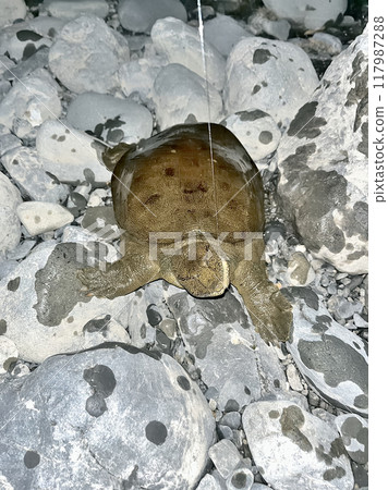 I was fishing with a fishing rod and caught a soft-shelled turtle. 117987288
