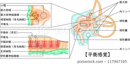 耳朵平衡感圖解日語 耳朵平衡感圖解日語 117987395